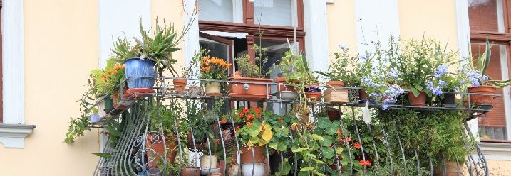 Ein Balkon, vollgestellt mit Pflanzen und Blumen.